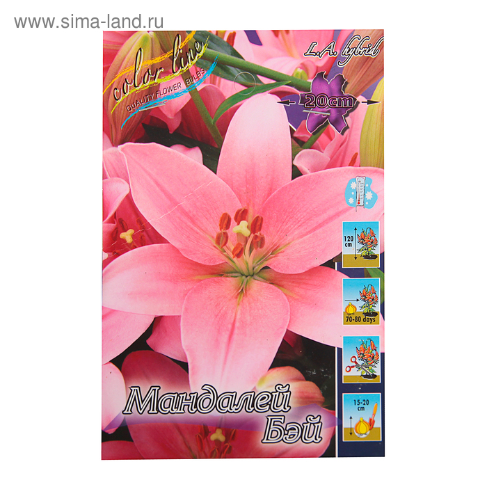 Лилия Mandalay Bay Купить луковицы почтой, недорого