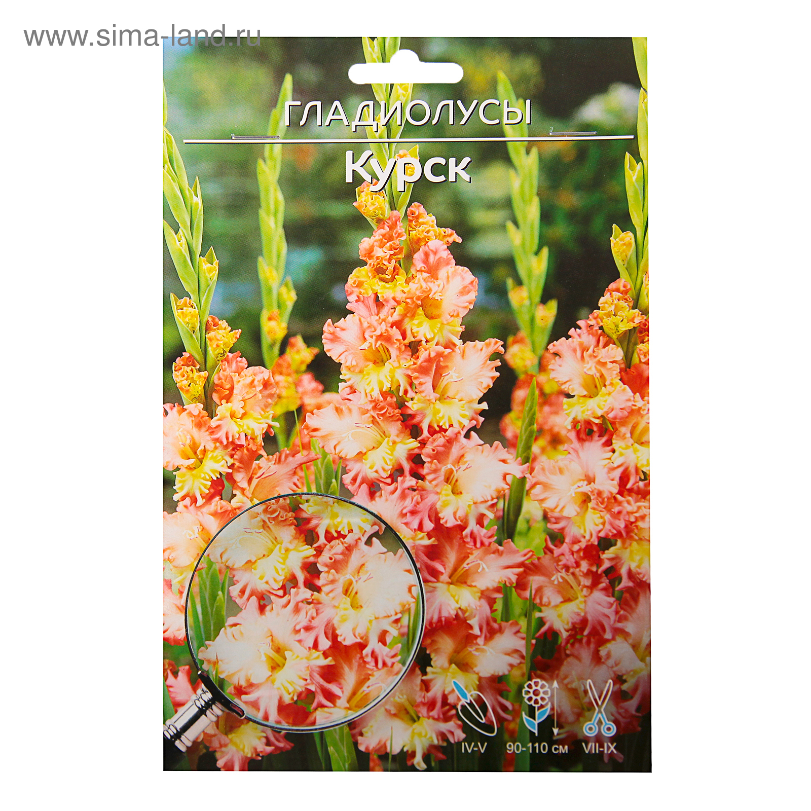 Гладиолус Курск серия "Огни Городов"