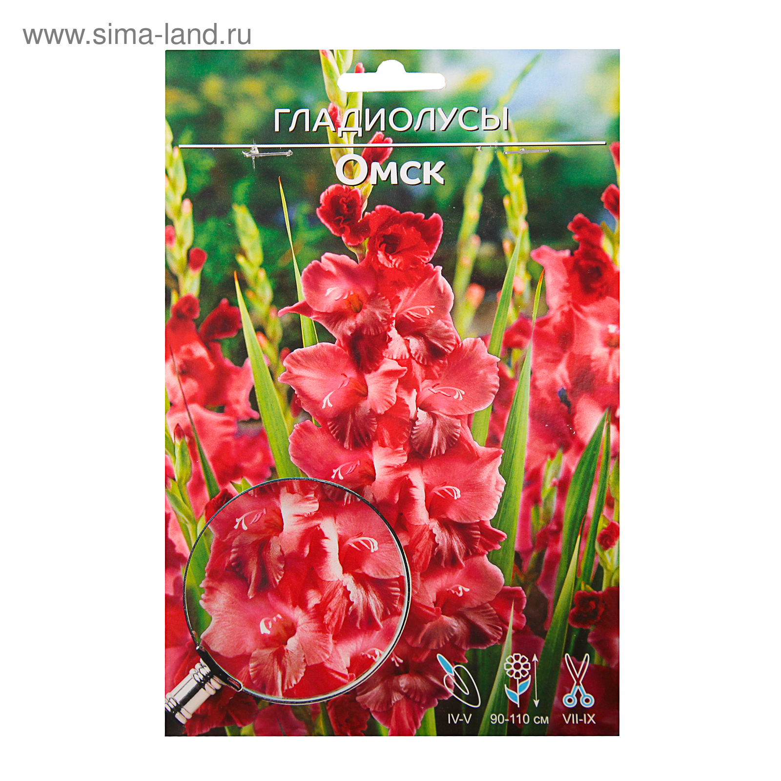 Флокс Тенор (1)