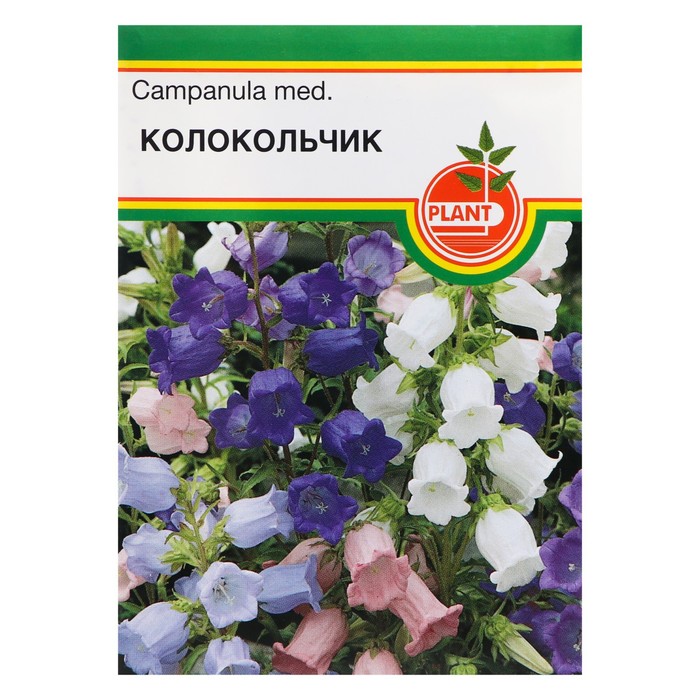 Колокольчик семена фото Колокольчик семена фото