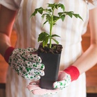 Горшок для рассады, 600 мл, 8×8×15 см, пластик, МИКС, Greengo - Фото 10