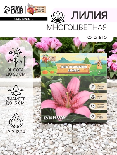 Лилия Многоцветная «Коголето», луковица в пакете с перфорацией, р-р 12/14, 3 шт.