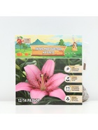 Лилия Многоцветная «Коголето», луковица в пакете с перфорацией, р-р 12/14, 3 шт. - Фото 6