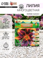 Лилия Многоцветная «Фореве сьюзан», луковица в пакете с перфорацией, р-р 12/14, 3 шт. - Фото 1