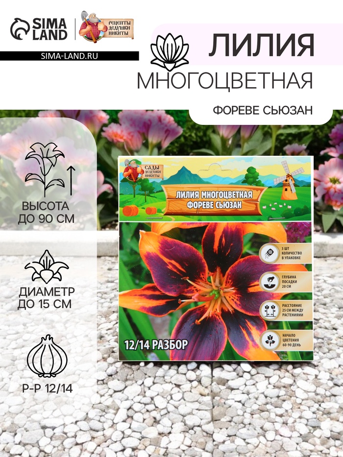 Лилия Многоцветная «Фореве сьюзан», луковица в пакете с перфорацией, р-р 12/14, 3 шт. - Фото 1