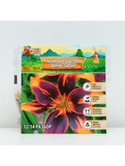 Лилия Многоцветная «Фореве сьюзан», луковица в пакете с перфорацией, р-р 12/14, 3 шт. - Фото 6