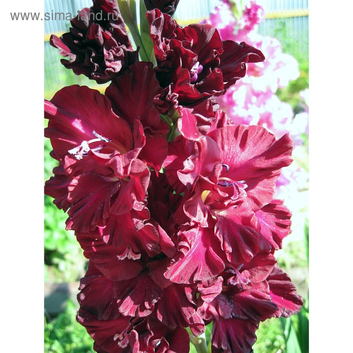 Гладиолус Таинство Ночи Фото - Karevaphoto.ru