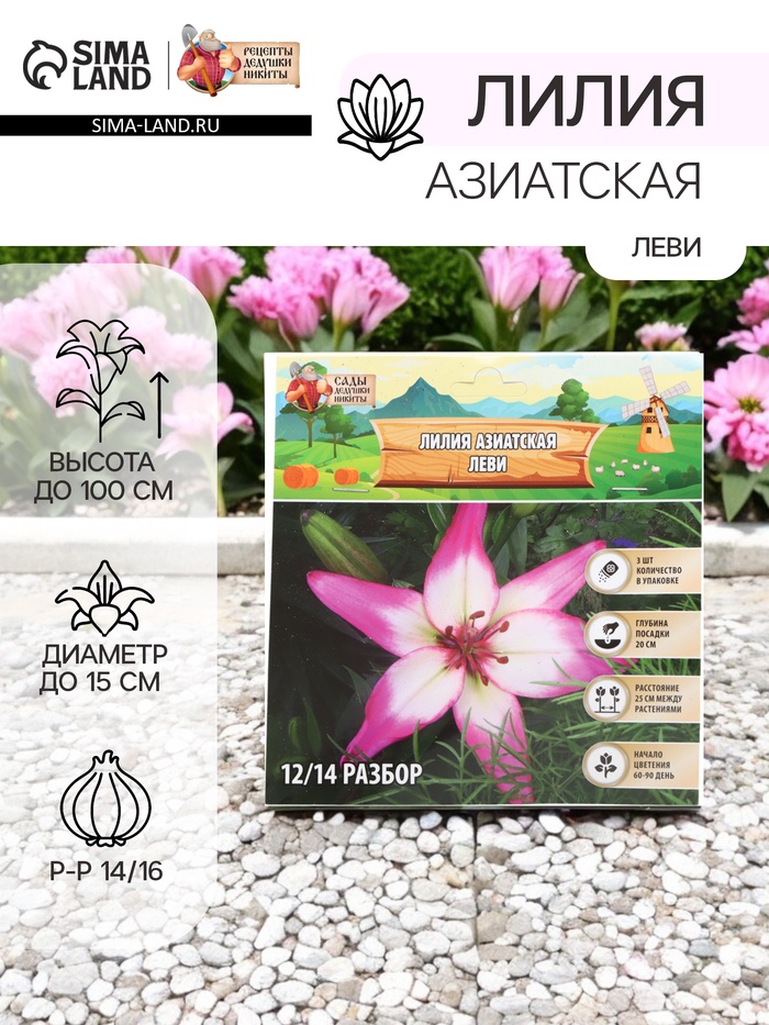 Лилия Азиатская «Леви», луковица в пакете с перфорацией, р-р 14/16, 3 шт. - Фото 1