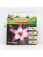 Лилия Азиатская «Леви», луковица в пакете с перфорацией, р-р 14/16, 3 шт. - Фото 6