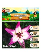 Лилия Азиатская «Леви», луковица в пакете с перфорацией, р-р 14/16, 3 шт. - Фото 8