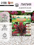 Лилия Азиатская «Мапира», луковица в пакете с перфорацией, р-р 12/14, 3 шт. - Фото 1