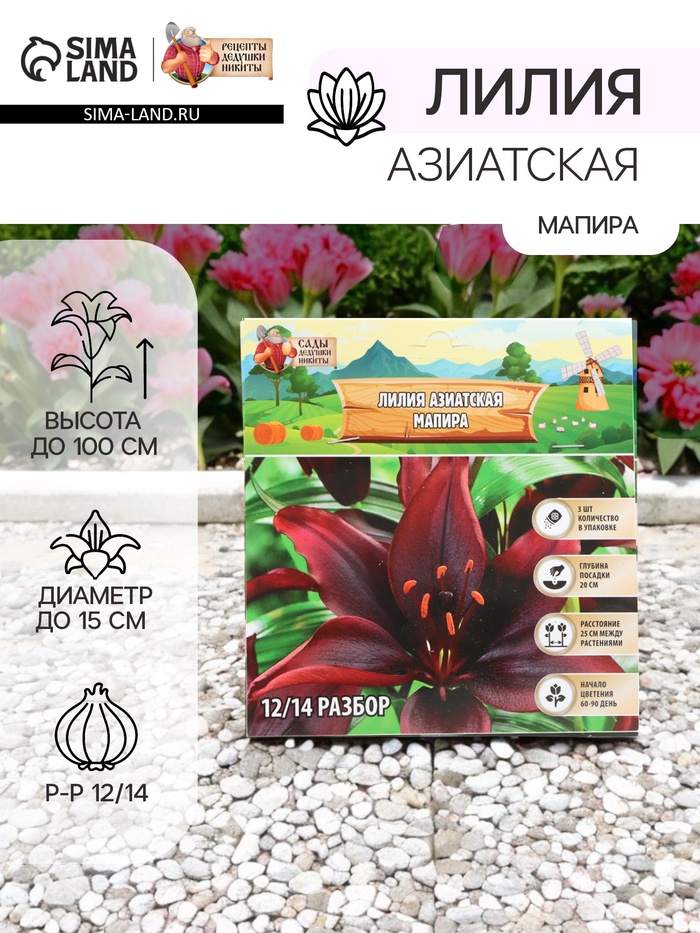 Лилия Азиатская «Мапира», луковица в пакете с перфорацией, р-р 12/14, 3 шт. - Фото 1