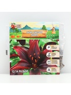 Лилия Азиатская «Мапира», луковица в пакете с перфорацией, р-р 12/14, 3 шт. - Фото 6