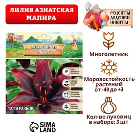 Лилия Азиатская 