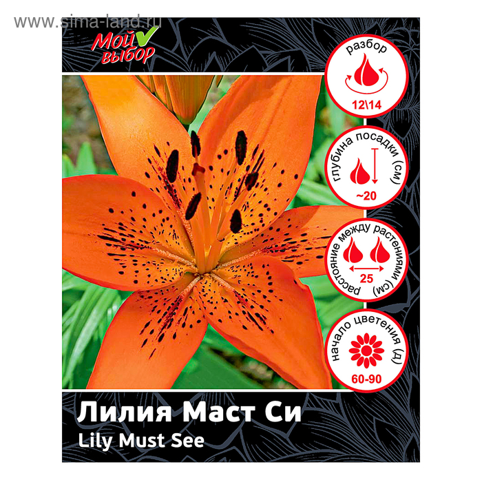 Лилия МАСТ СИ - купить за 218 ₽ Семена с Сибири