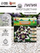 Лилия Многоцветная «Патриция Прайд», луковица в пакете с перфорацией, р-р 12/14, 3 шт. - Фото 1