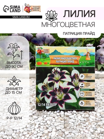 Лилия Многоцветная «Патриция Прайд», луковица в пакете с перфорацией, р-р 12/14, 3 шт.