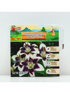 Лилия Многоцветная «Патриция Прайд», луковица в пакете с перфорацией, р-р 12/14, 3 шт. - Фото 4