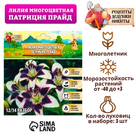 Лилия Многоцветная 