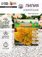 Лилия Азиатская «Перл Мелани», луковица в пакете с перфорацией, р-р 12/14, 3 шт. - Фото 1