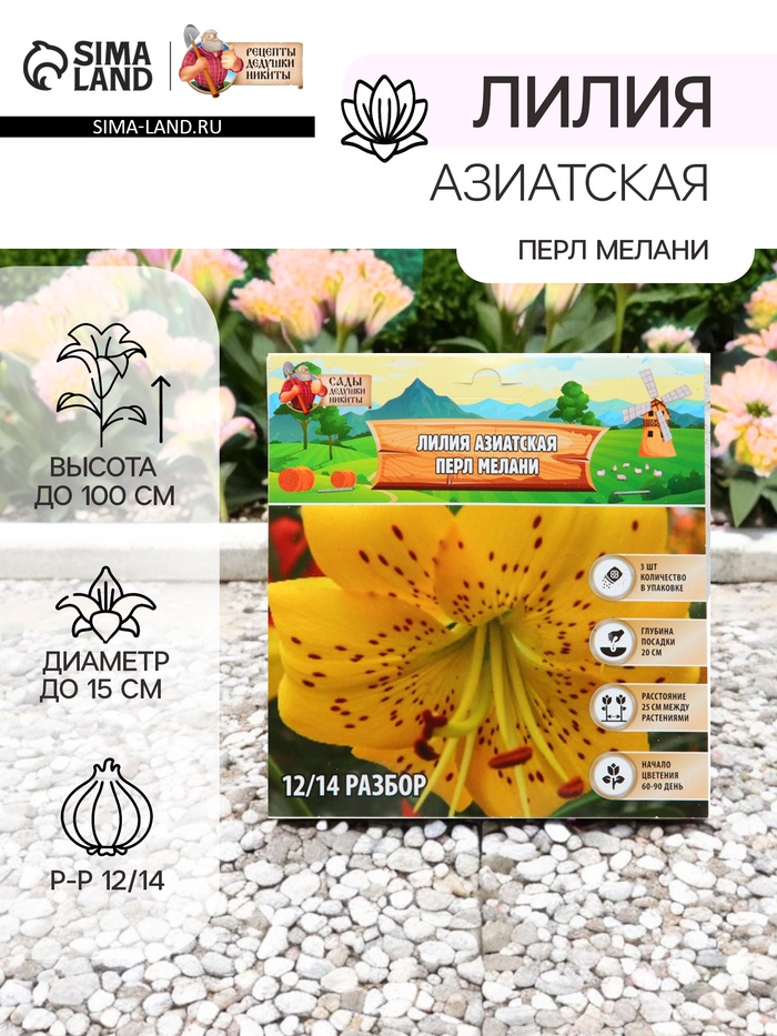 Лилия Азиатская «Перл Мелани», луковица в пакете с перфорацией, р-р 12/14, 3 шт. - Фото 1