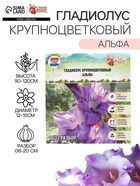 Гладиолус Крупноцветковый "Альфа", р-р 8/10, 7 шт, - Фото 1