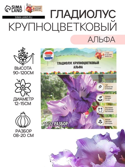 Гладиолус Крупноцветковый "Альфа", р-р 8/10, 7 шт,