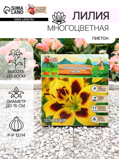 Лилия Многоцветная «Пиетон», луковица в пакете с перфорацией, р-р 12/14, 3 шт.