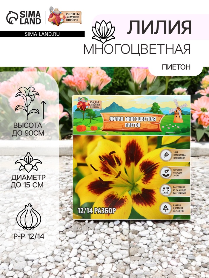 Лилия Многоцветная «Пиетон», луковица в пакете с перфорацией, р-р 12/14, 3 шт. - Фото 1