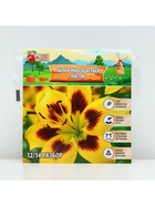 Лилия Многоцветная «Пиетон», луковица в пакете с перфорацией, р-р 12/14, 3 шт. - Фото 6