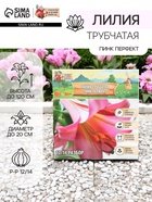 Лилия Трубчатая «Пинк Перфект», луковица в пакете с перфорацией, р-р 12/14, 3 шт. - Фото 1