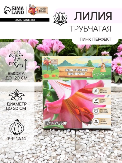 Лилия Трубчатая «Пинк Перфект», луковица в пакете с перфорацией, р-р 12/14, 3 шт.
