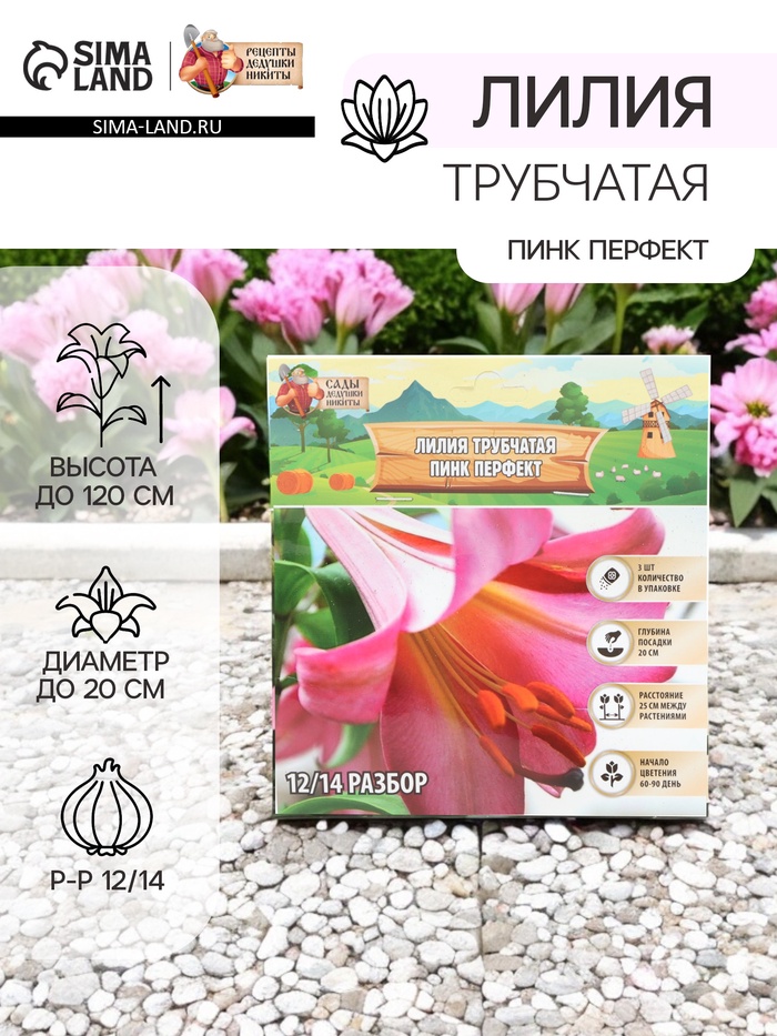 Лилия Трубчатая «Пинк Перфект», луковица в пакете с перфорацией, р-р 12/14, 3 шт. - Фото 1