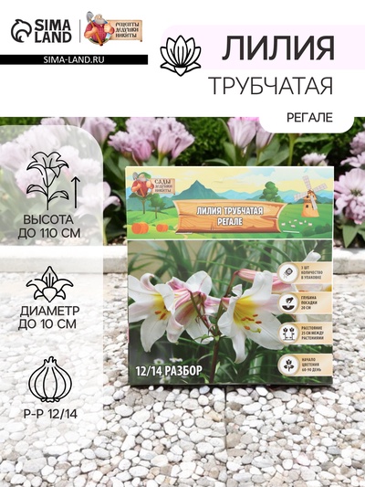 Лилия Трубчатая «Регале»,луковица в пакете с перфорацией, р-р 12/14, 3 шт.