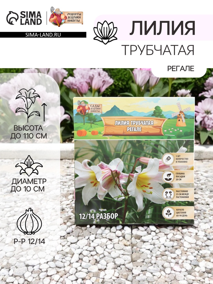 Лилия Трубчатая «Регале»,луковица в пакете с перфорацией, р-р 12/14, 3 шт. - Фото 1