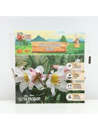 Лилия Трубчатая «Регале»,луковица в пакете с перфорацией, р-р 12/14, 3 шт. - Фото 6