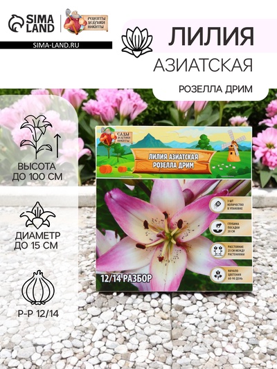 Лилия Азиатская «Розелла Дрим», луковица в пакете с перфорацией, р-р 12/14, 3 шт.