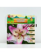 Лилия Азиатская «Розелла Дрим», луковица в пакете с перфорацией, р-р 12/14, 3 шт. - Фото 6