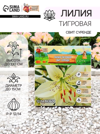 Лилия Тигровая «Свит Суренде», луковица в пакете с перфорацией, р-р 12/14, 3 шт.