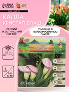Калла «Кристал Блаш», клубнелуковица в пакете с перфорацией, р-р 10/12, 5 шт. - Фото 1