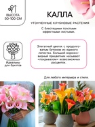 Калла «Кристал Блаш», клубнелуковица в пакете с перфорацией, р-р 10/12, 5 шт. - Фото 2