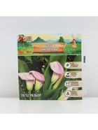 Калла «Кристал Блаш», клубнелуковица в пакете с перфорацией, р-р 10/12, 5 шт. - Фото 4