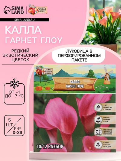 Калла «Гарнет Глоу», клубнелуковица в пакете с перфорацией, р-р 10/12, 5 шт.