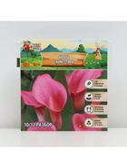 Калла «Гарнет Глоу», клубнелуковица в пакете с перфорацией, р-р 10/12, 5 шт. - Фото 4