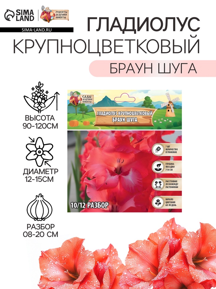 Гладиолус Крупноцветковый "Браун Шуга", р-р 8/10, 7 шт, - Фото 1