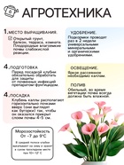 Калла «Смесь», клубнелуковица в пакете с перфорацией, р-р 10/12, 5 шт. - Фото 3