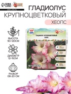 Гладиолус Крупноцветковый "Хеопс", р-р 8/10, 7 шт, - Фото 1