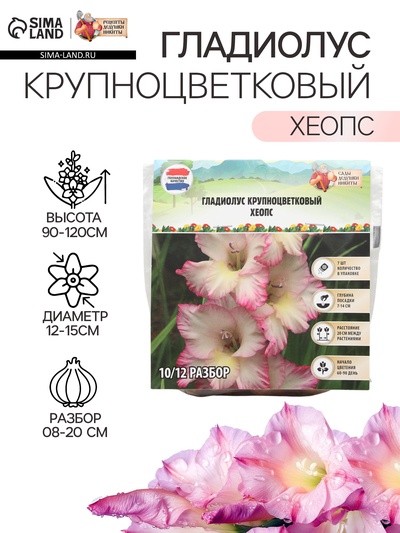 Гладиолус Крупноцветковый "Хеопс", р-р 8/10, 7 шт,