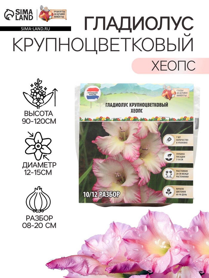 Гладиолус Крупноцветковый "Хеопс", р-р 8/10, 7 шт, - Фото 1