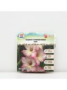 Гладиолус Крупноцветковый "Хеопс", р-р 8/10, 7 шт, - Фото 6